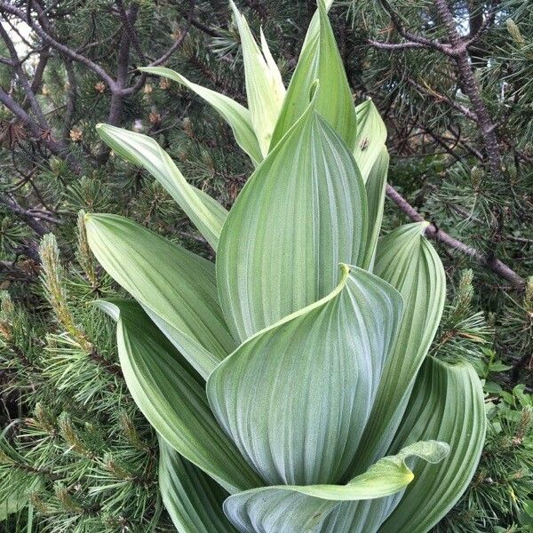 Veratrum album Levél