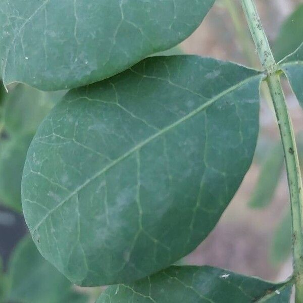 Sclerocarya birrea Leaf