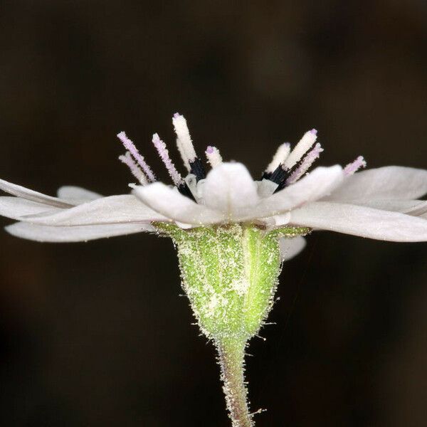 Blepharipappus scaber Flower