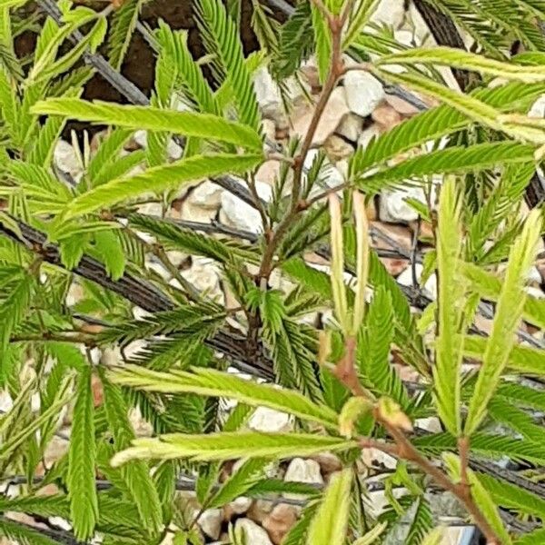 Calliandra surinamensis Blad