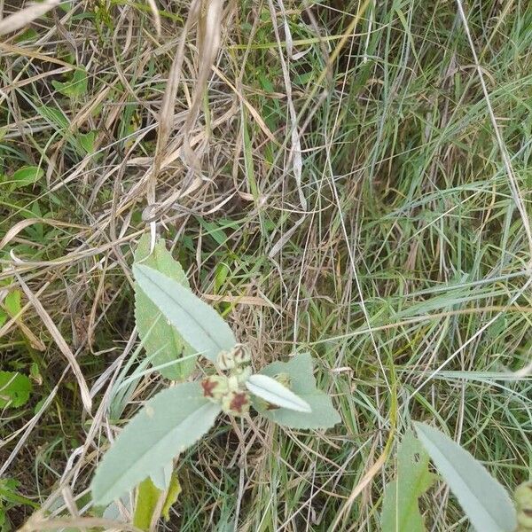 Melhania ovata Leaf