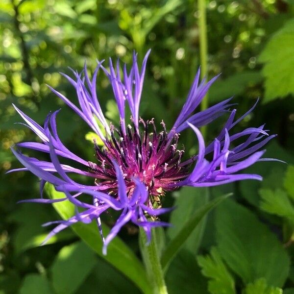 Cyanus montanus Blad