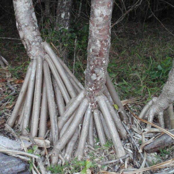 Pandanus tectorius Kéreg