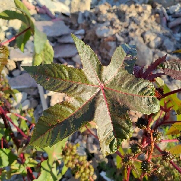 Ricinus communis Лист