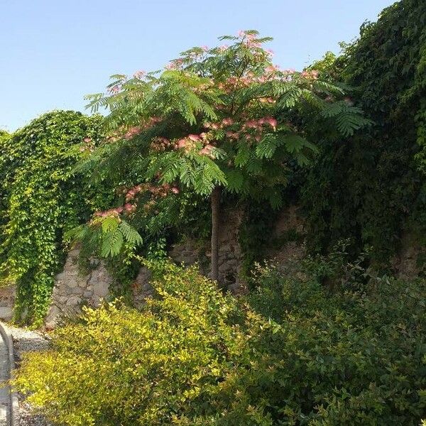 Albizia julibrissin Hábito