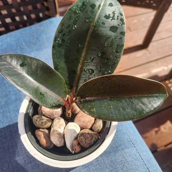 Ficus elastica Levél