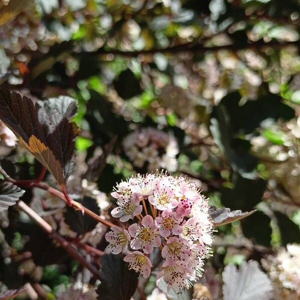 Physocarpus opulifolius Кветка