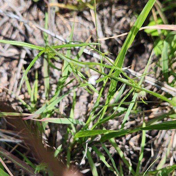 Oldenlandia lancifolia Ліст