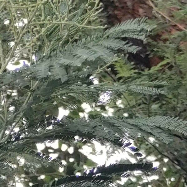 Acacia mearnsii ഇല