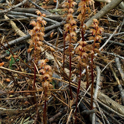 Corallorhiza striata ശീലം