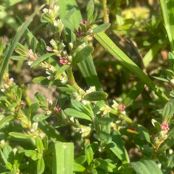 Polygonum plebeium ശീലം