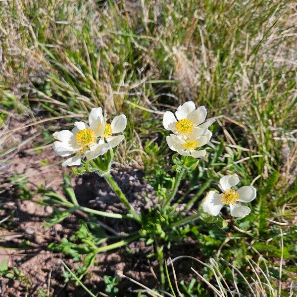 Anemonastrum narcissiflorum Flower