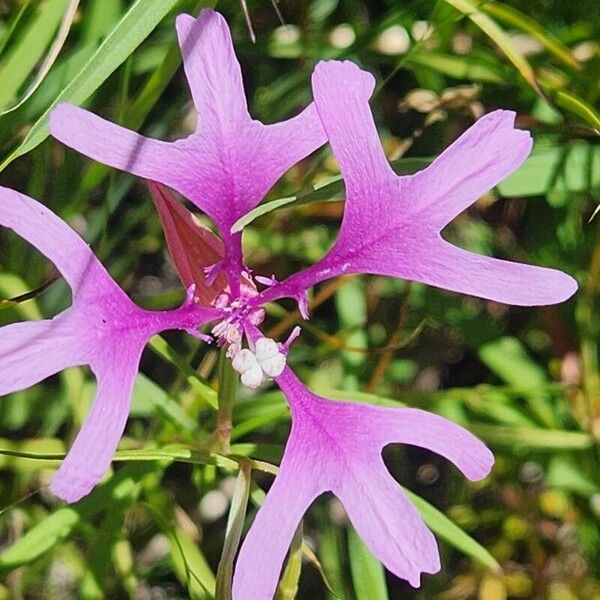Clarkia pulchella Květ