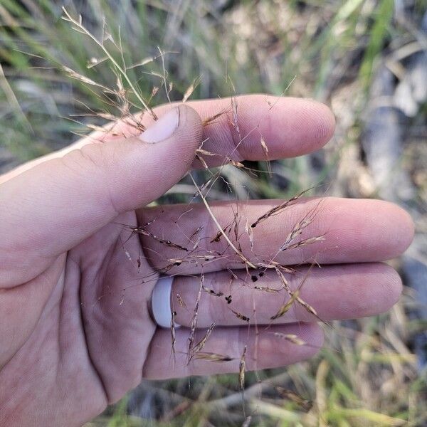 Capillipedium spicigerum Blomst