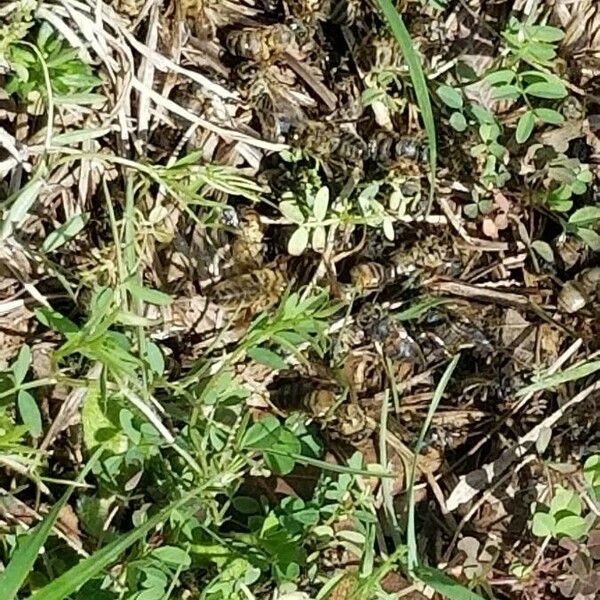 Vicia hirsuta Fulla