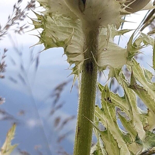 Cirsium spinosissimum Ŝelo