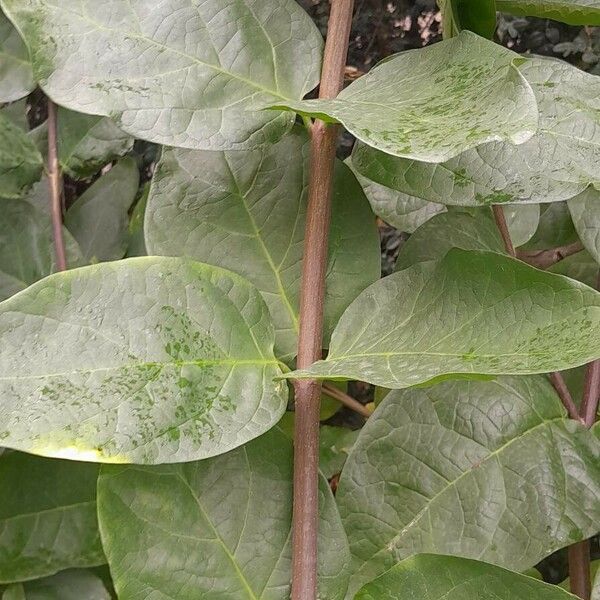 Calycanthus floridus Fuelha