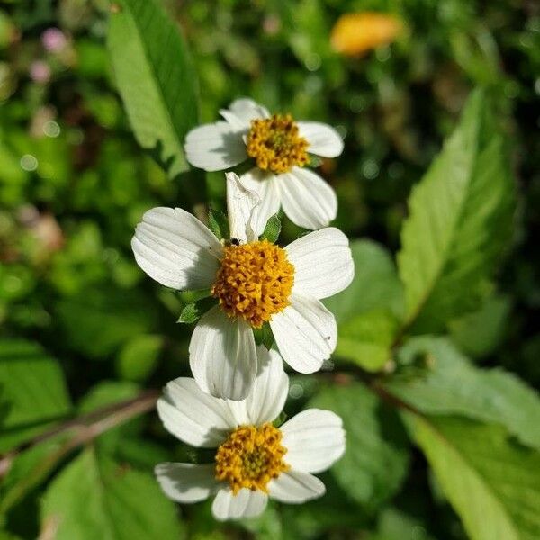 Bidens pilosa Blomma