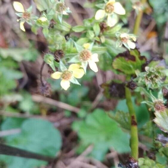 Geum macrophyllum Fleur