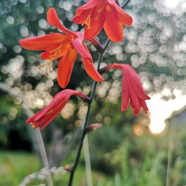 Crocosmia × crocosmiiflora Cvet