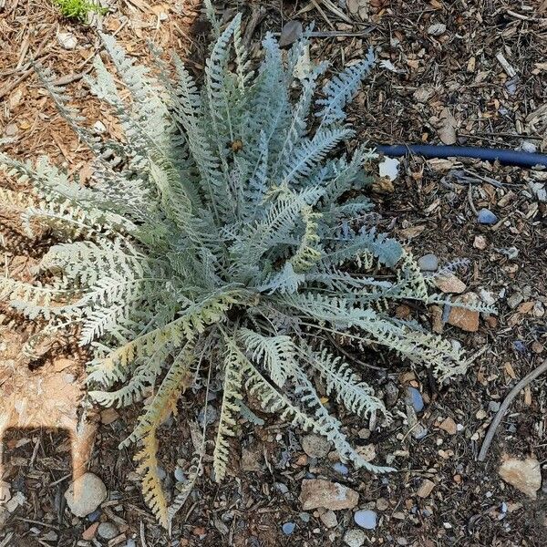 Achillea clypeolata Õis