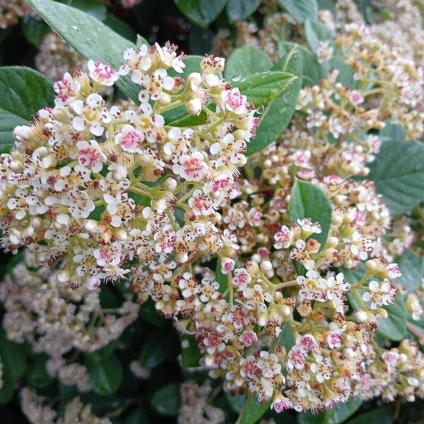 Cotoneaster coriaceus Квітка