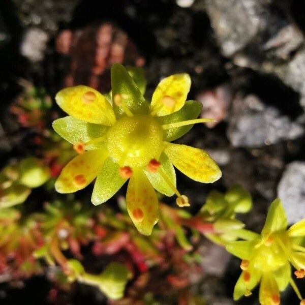 Saxifraga aizoides 花