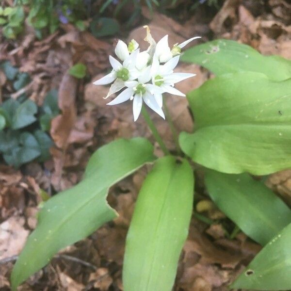 Allium ursinum Лист