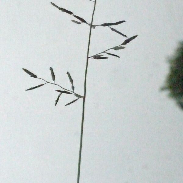 Eragrostis barrelieri Ostatní