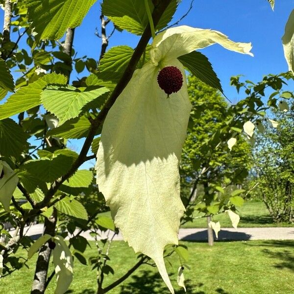 Davidia involucrata Floro