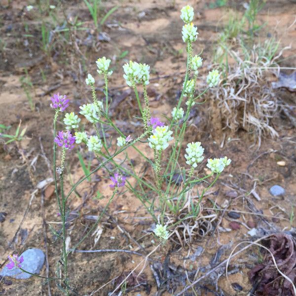Polygala curtissii (Curtiss' milkwort)