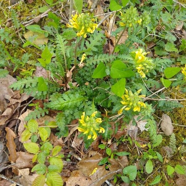 Pedicularis canadensis 花