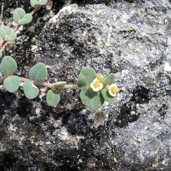 Euphorbia mesembryanthemifolia പുഷ്പം