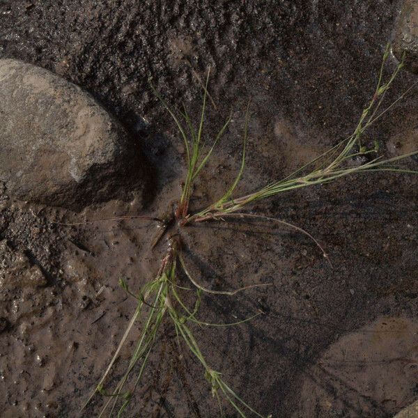 Juncus rechingeri Plante entière