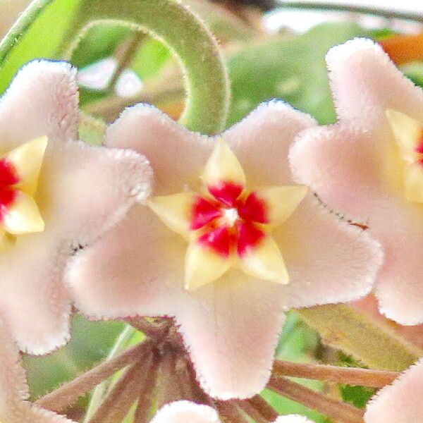 Hoya carnosa Fleur