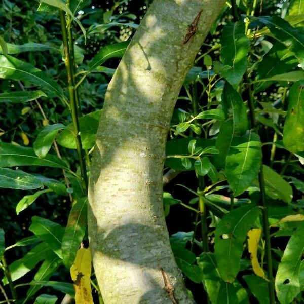 Salix pentandra Bark