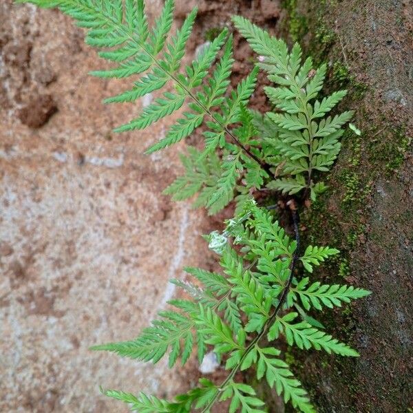 Pityrogramma calomelanos Folha