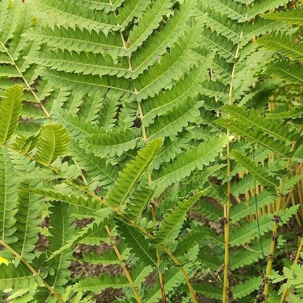 Osmunda claytoniana ᱥᱟᱠᱟᱢ