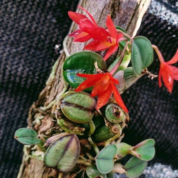 Cattleya cernua Flower