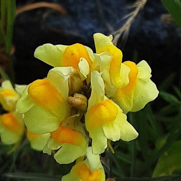 Linaria vulgaris Žiedas