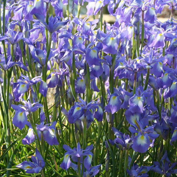 Iris cycloglossa Blüte