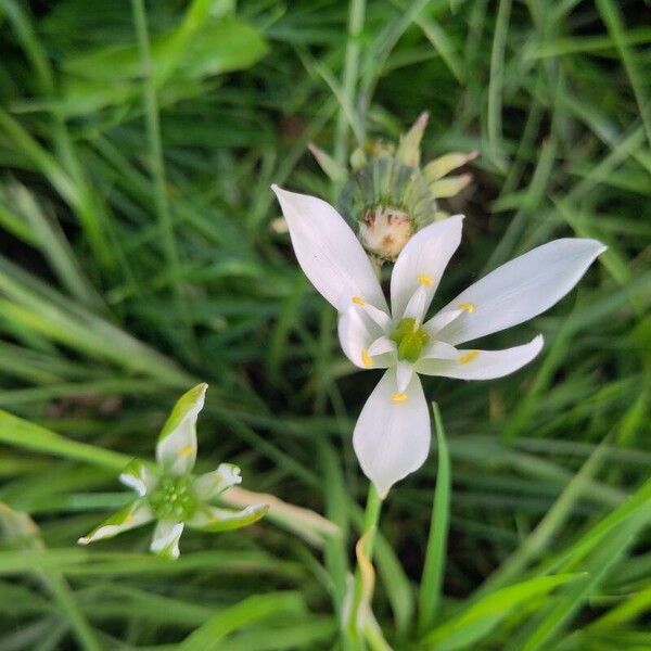 Ornithogalum divergens Flower