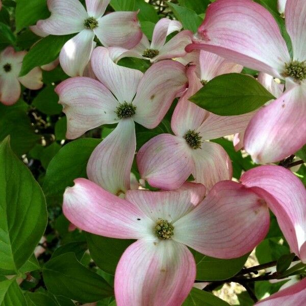 Cornus florida 花