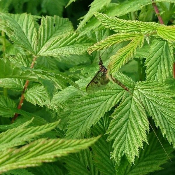 Filipendula ulmaria برگ