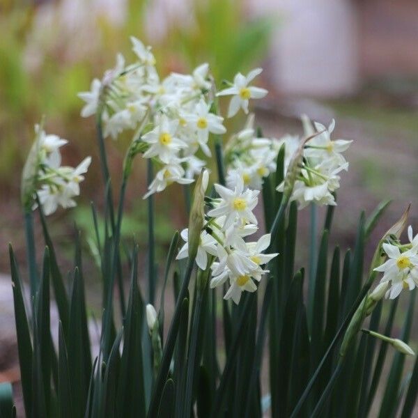 Narcissus tazetta Blodyn