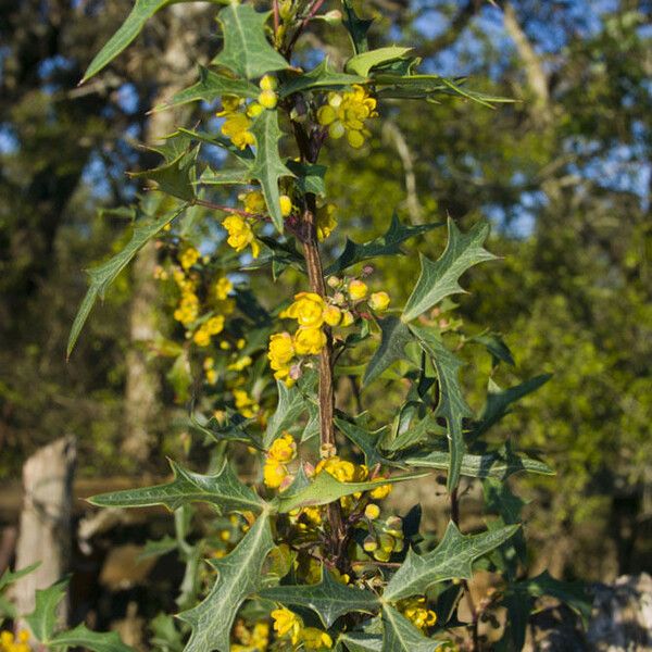 Berberis trifoliolata Hábito