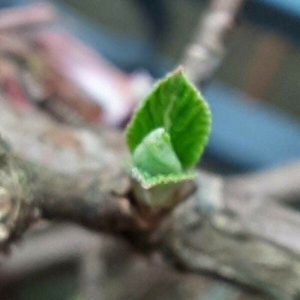 Viburnum × bodnantense Blatt