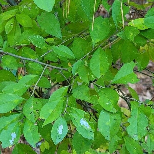 Ilex decidua Leaf