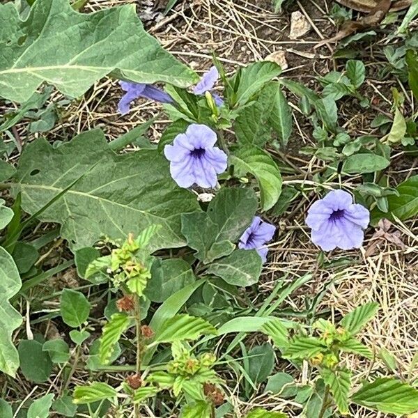 Ruellia tuberosa Flower