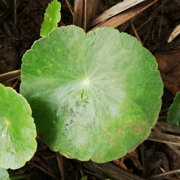 Centella asiatica Φύλλο